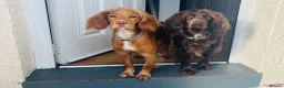 Cocker Spaniel dogs for sale: Kc registered working cocker spaniel puppies - Advert 6