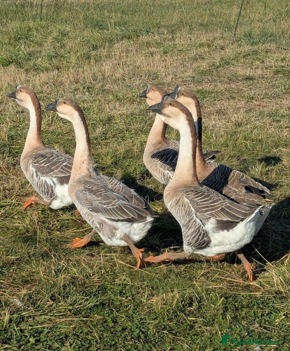 Geese poultry Call ducks, Light Sussex, Faverolle, Africans - Advert 2