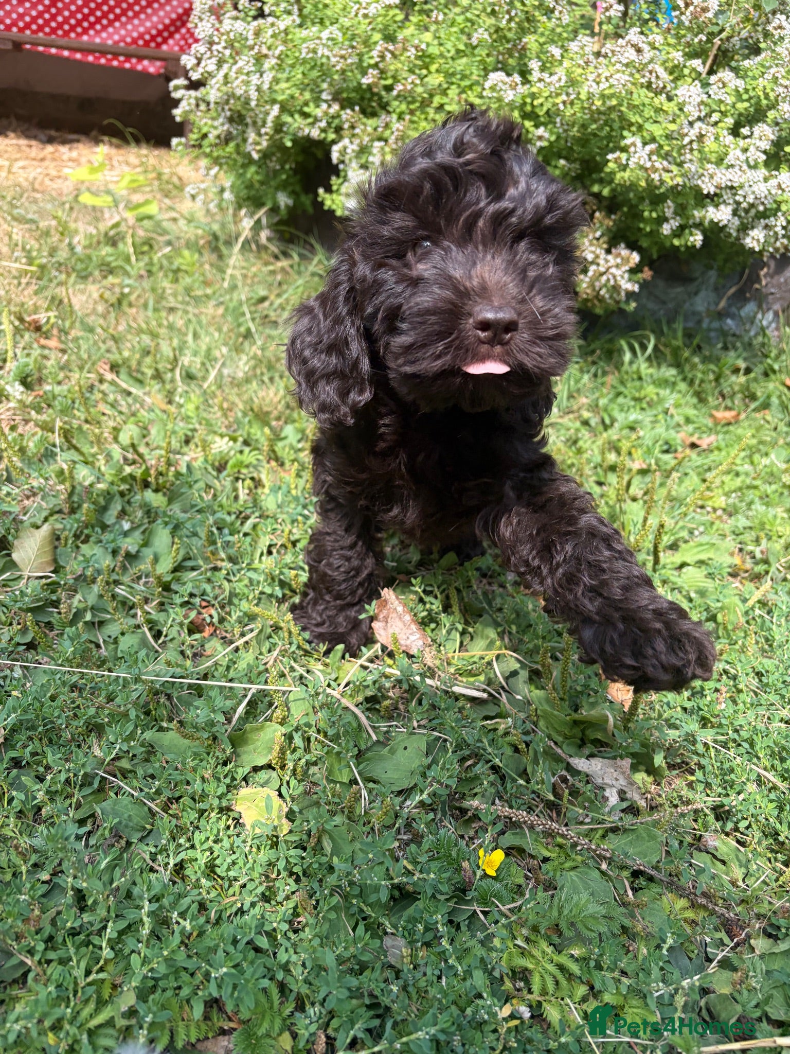 Cockapoo dogs Gorgeous Chocolate Cockapoo Spaniel Puppies - Advert 11