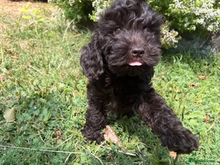 Cockapoo dogs Gorgeous Chocolate Cockapoo Spaniel Puppies - Advert 11