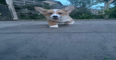 Welsh Corgi Pembroke dogs in Stalybridge - Advert 5