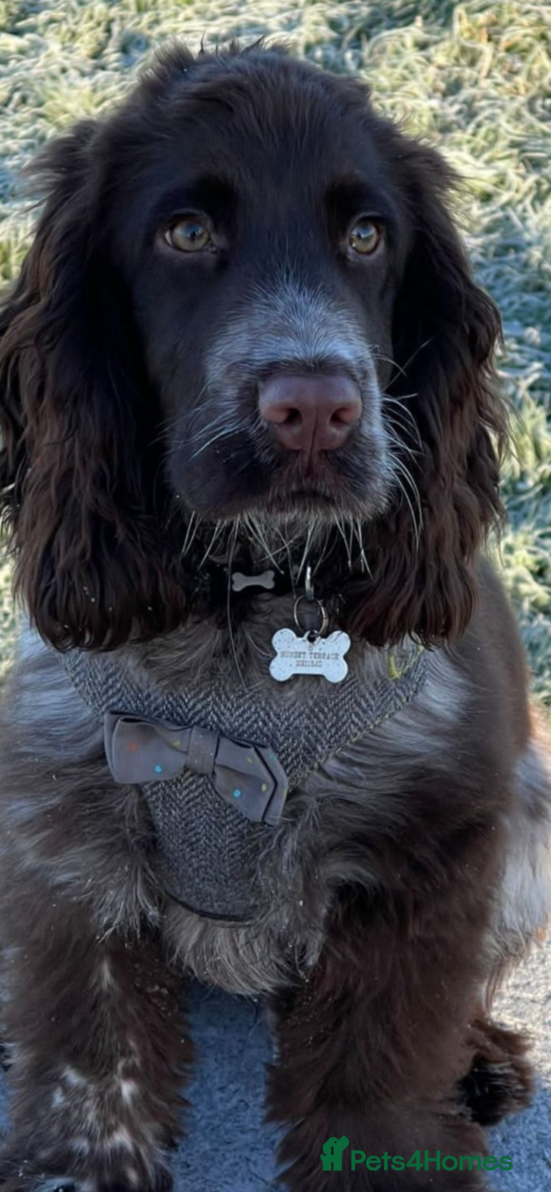 Cocker Spaniel dogs for sale: BEAUTIFUL COCKER SPANIEL PUPS - Advert 4