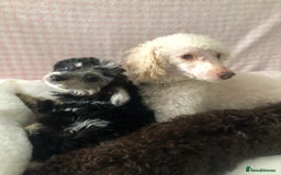 Miniature Poodle dogs for sale: ❤️🐶beautiful Merle miniature poodles girls🐶❤️ - Image 8