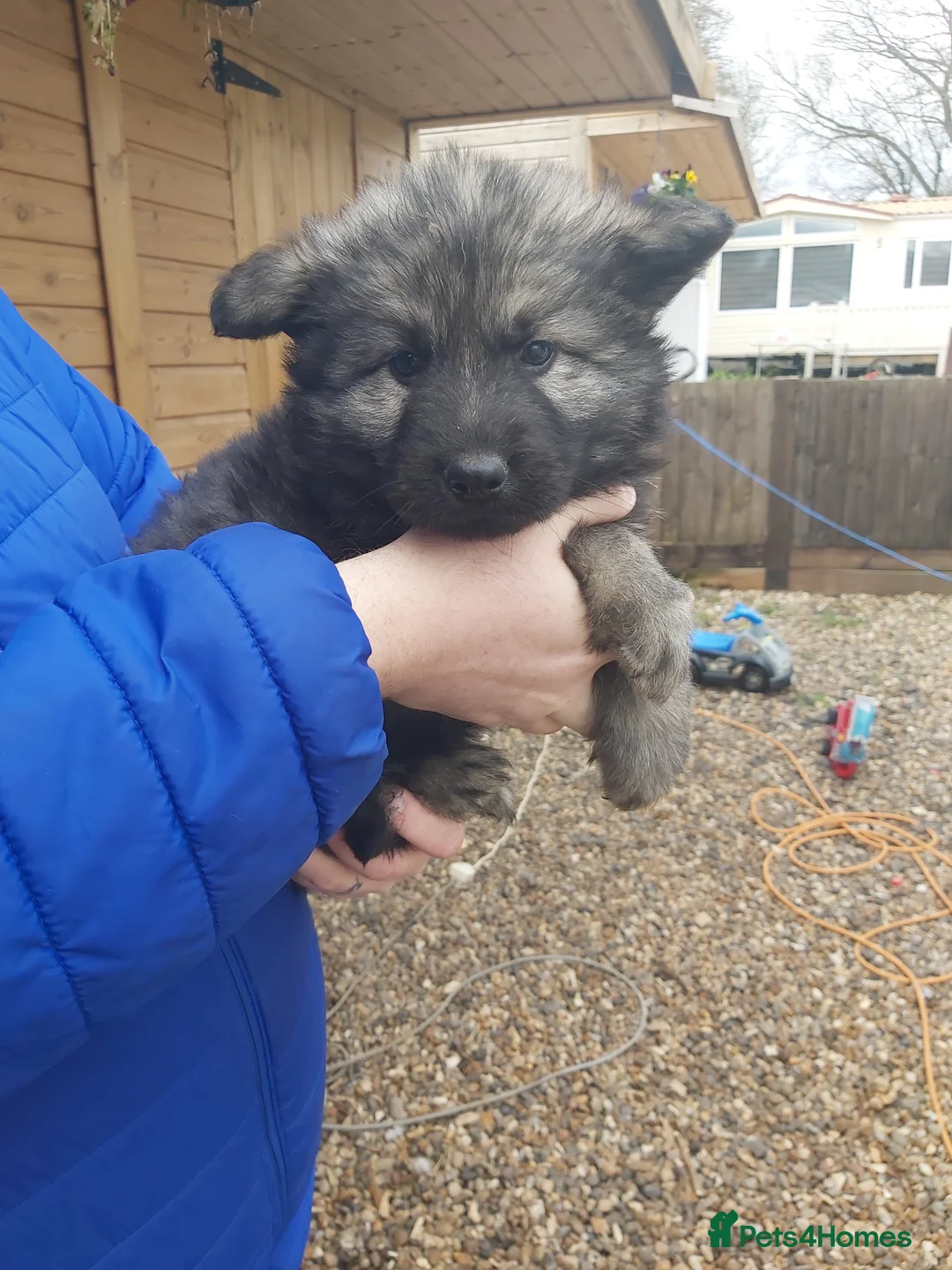 German Shepherd dogs for sale: 6 German shepherd pups - Advert 12