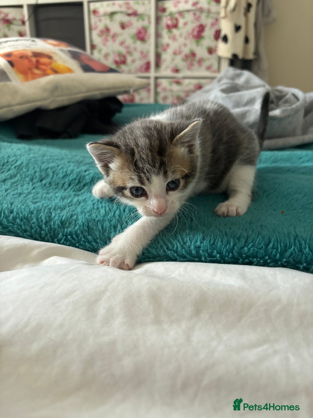 Mixed Breed cats for sale: Beautiful tabby x Ragdoll kittens for sale ! - Advert 17