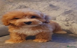 Maltipoo dogs for sale: Beautiful maltipoo puppies for sale - Image 12