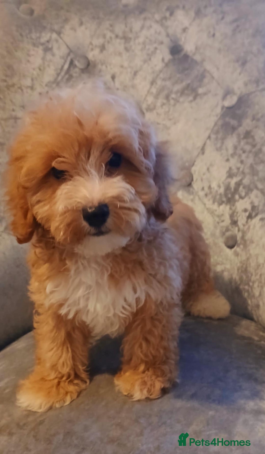 Maltipoo dogs for sale: Beautiful maltipoo puppies for sale - Image 12