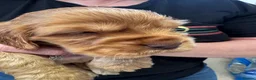 Cocker Spaniel dogs for sale: Cocker spaniel puppies  - Advert 14