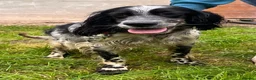 English Setter dogs for adoption: Kira  in Frinton-on-Sea - Advert 3