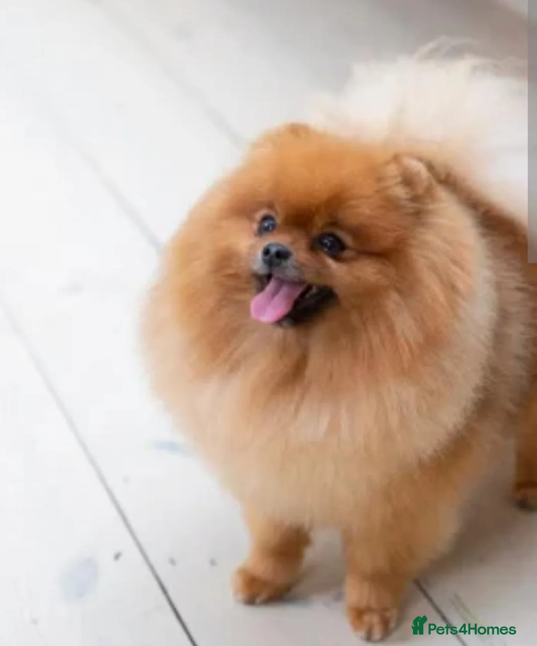 Pomeranian dogs for sale: Toy Pomeranians Puppies 🐻🐻🐻 - Advert 2