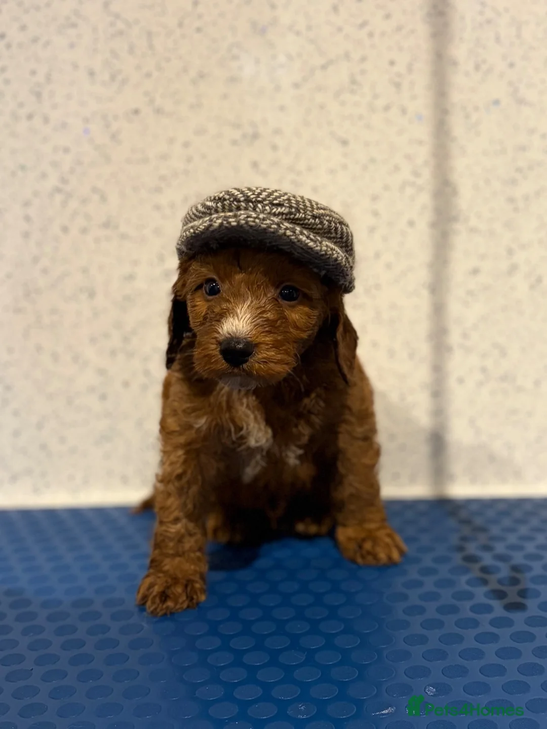 Cockapoo dogs for sale: Beautiful F1 cockapoo puppies  - Advert 4