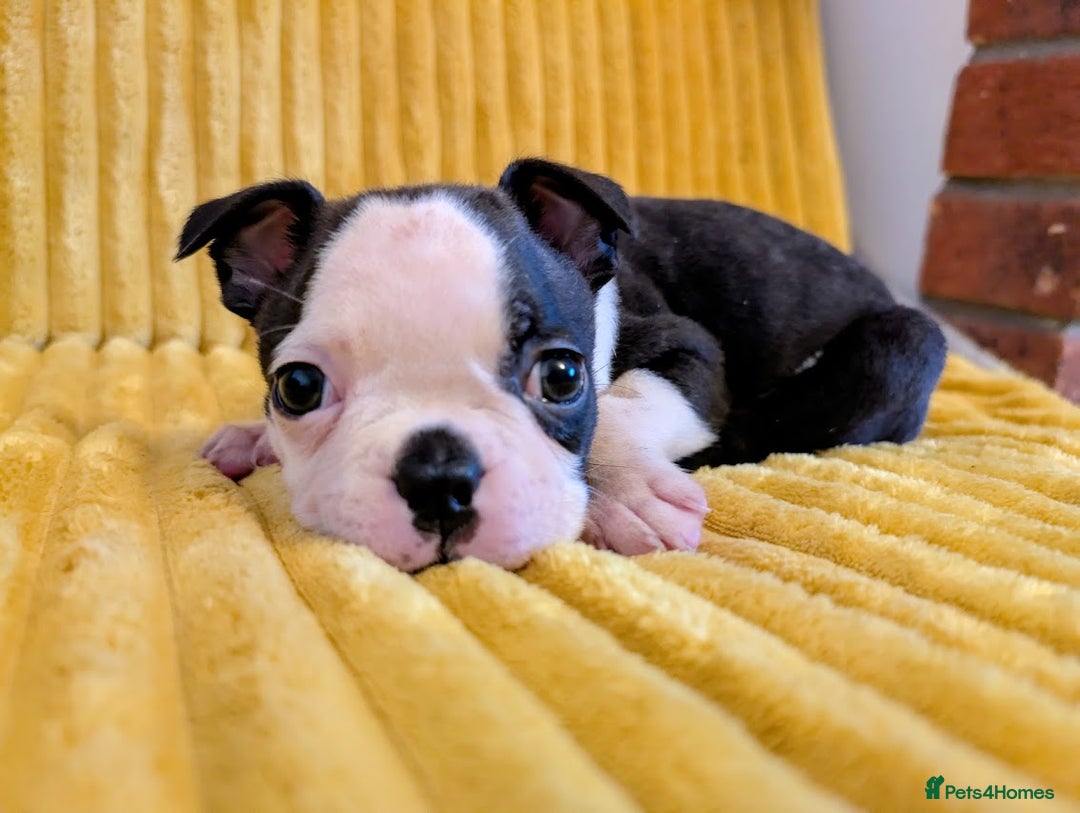 Boston Terrier dogs for sale: Adorable KC reg Boston Terrier Puppies - Image 16