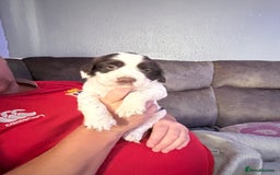 English Springer Spaniel dogs for sale: Beautiful English Springer Spaniel Puppies  - Image 13