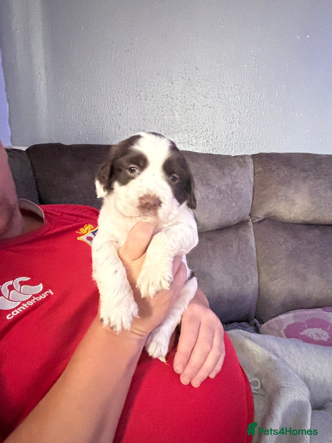 English Springer Spaniel dogs for sale: Beautiful English Springer Spaniel Puppies  - Image 13