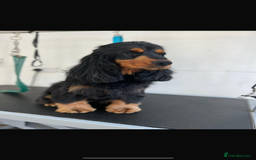 Cocker Spaniel dogs for sale: Show type cocker spaniel puppy’s  - Image 12