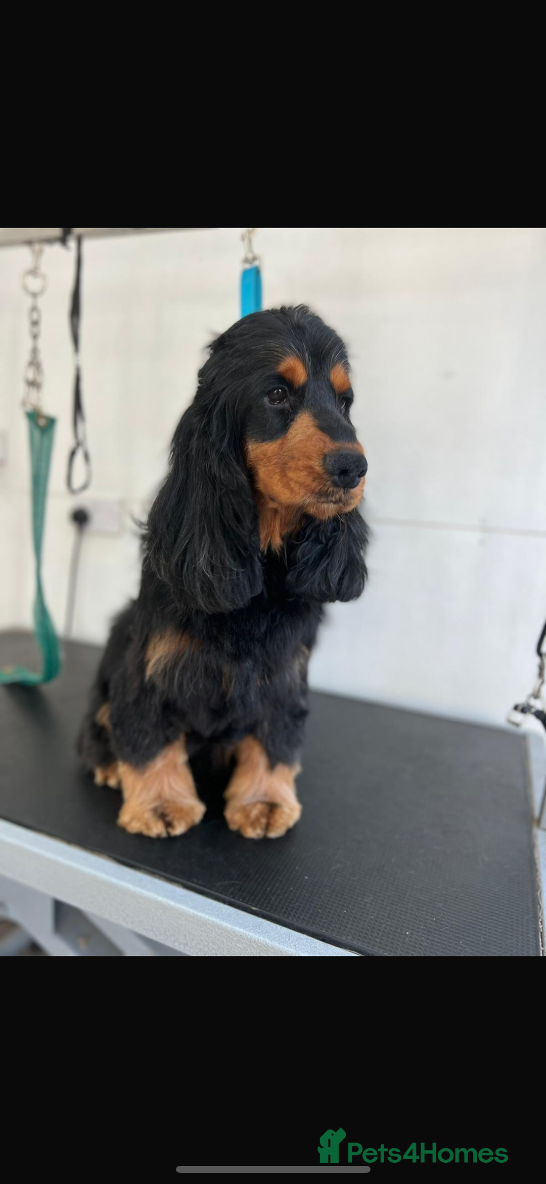 Cocker Spaniel dogs for sale: Show type cocker spaniel puppy’s  - Image 12