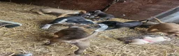 Lurcher dogs for sale: Stunning Kelpie lurchers  - Advert 19
