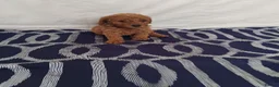 Cavapoo dogs for sale: Beautiful cavapoo puppies  - Advert 8