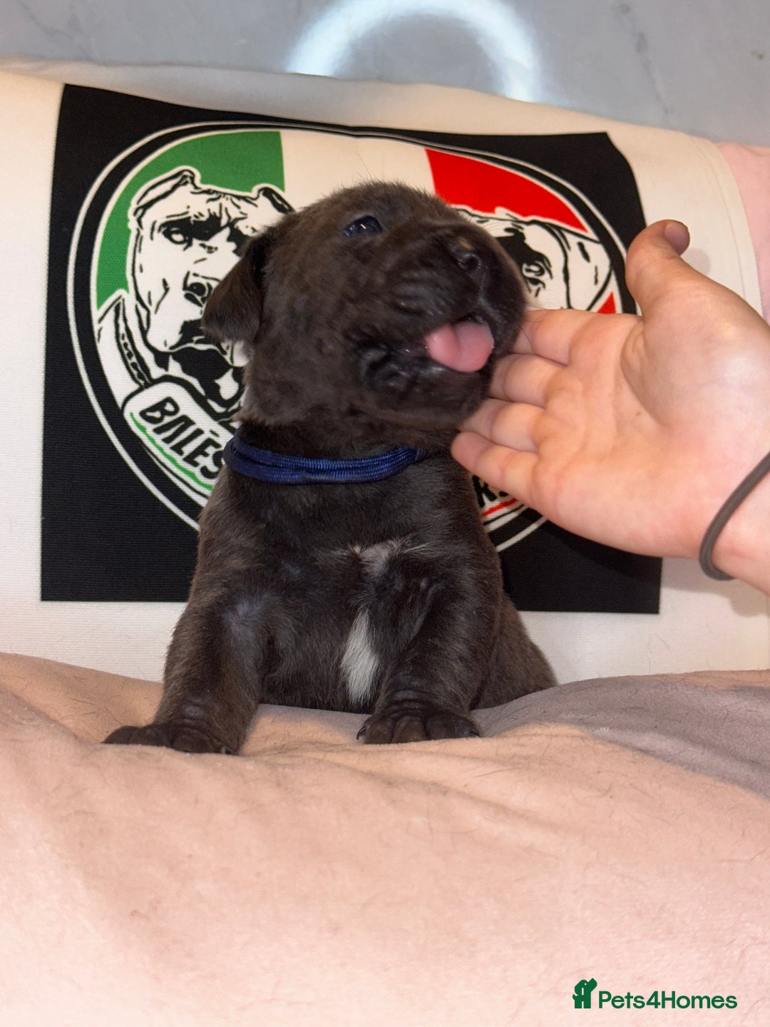 Cane Corso dogs for sale: Cane corso IKC/FCI  - Advert 11