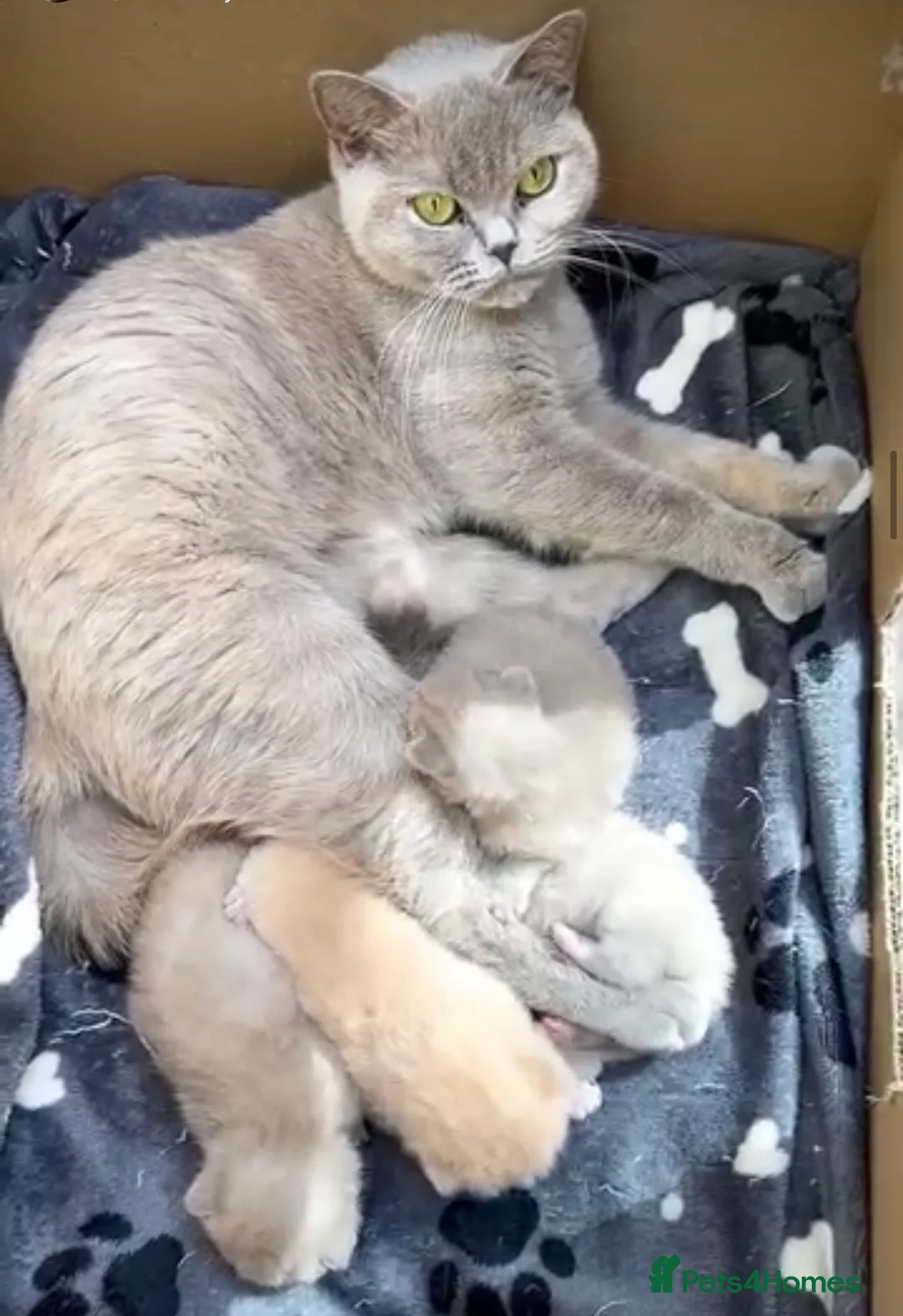 British Shorthair cats for sale: Beautiful Pedigree GCCF Registered – Ready Now! - Advert 3