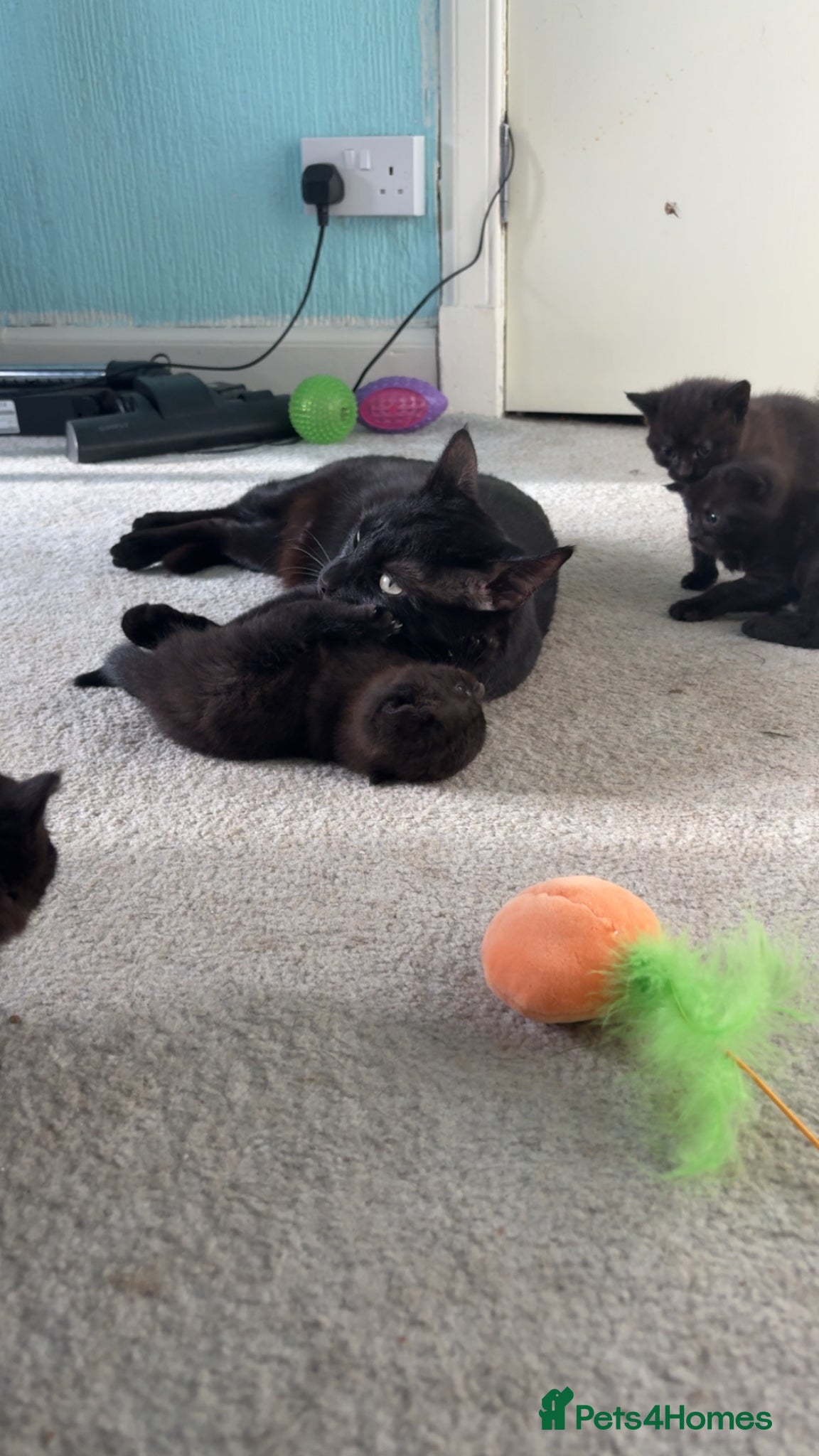 Mixed Breed cats  lovely black tabby’s looking for there homes  - Advert 2