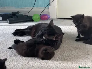 Mixed Breed cats lovely black tabby’s looking for there homes - Advert 2