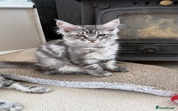 Maine Coon cats for sale: Outstanding pedigree Maine coons  - Image 4