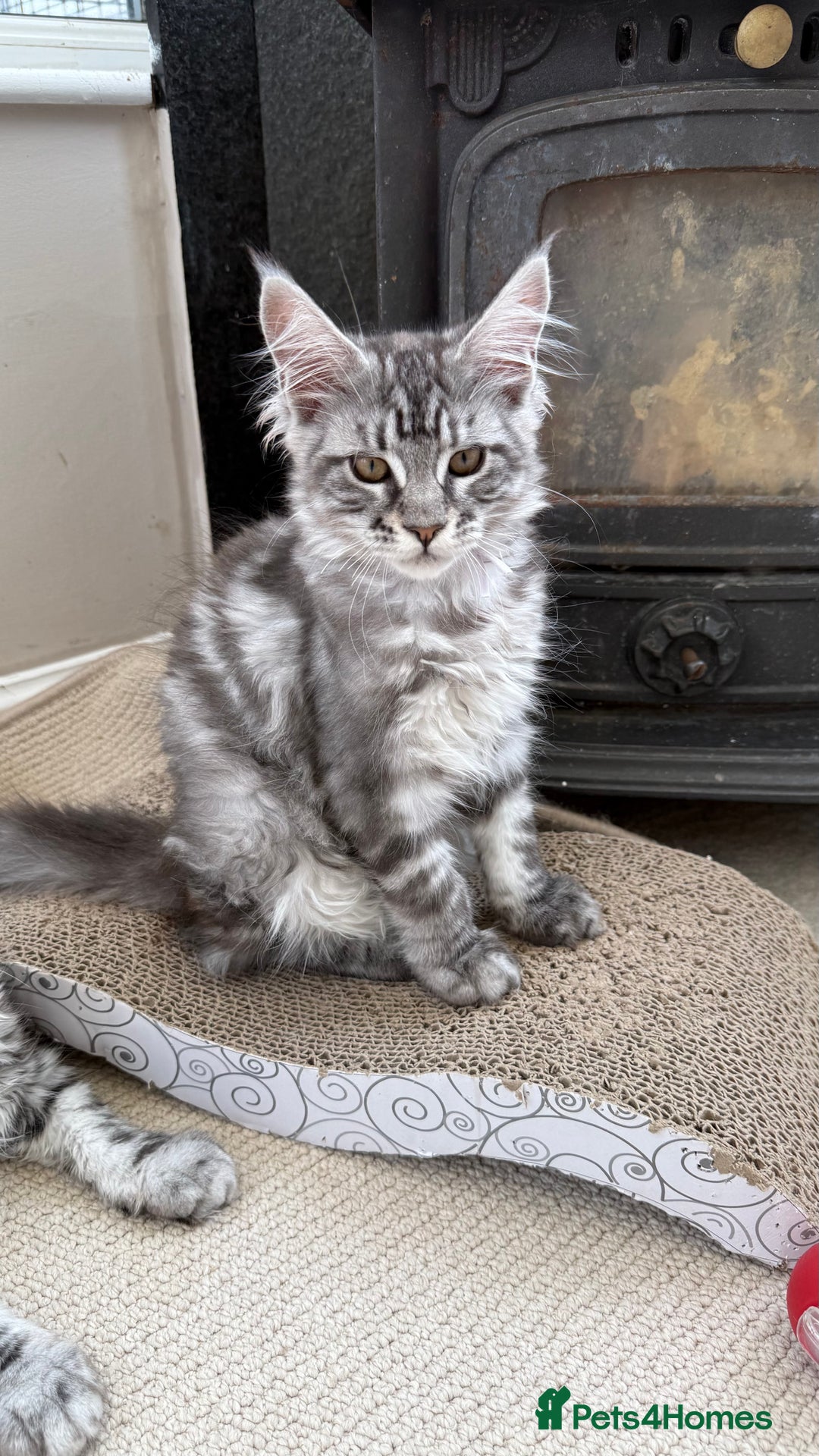 Maine Coon cats for sale: Outstanding pedigree Maine coons  - Image 4
