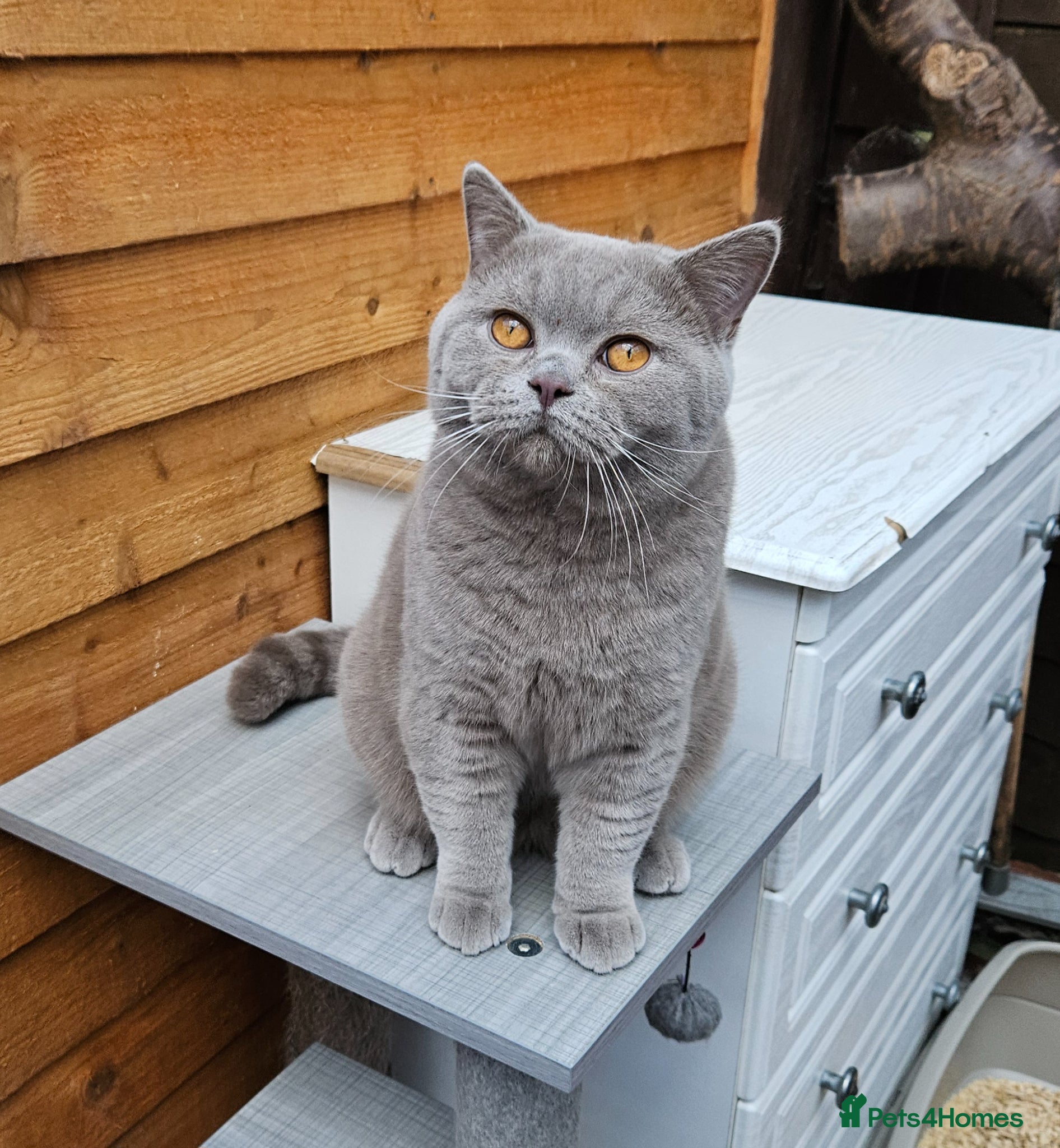 British Shorthair cats GCCF ACTIVE SALES DENTON MANCHESTER  - Advert 2