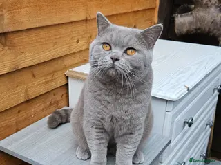 British Shorthair cats GCCF ACTIVE SALES DENTON MANCHESTER - Advert 1