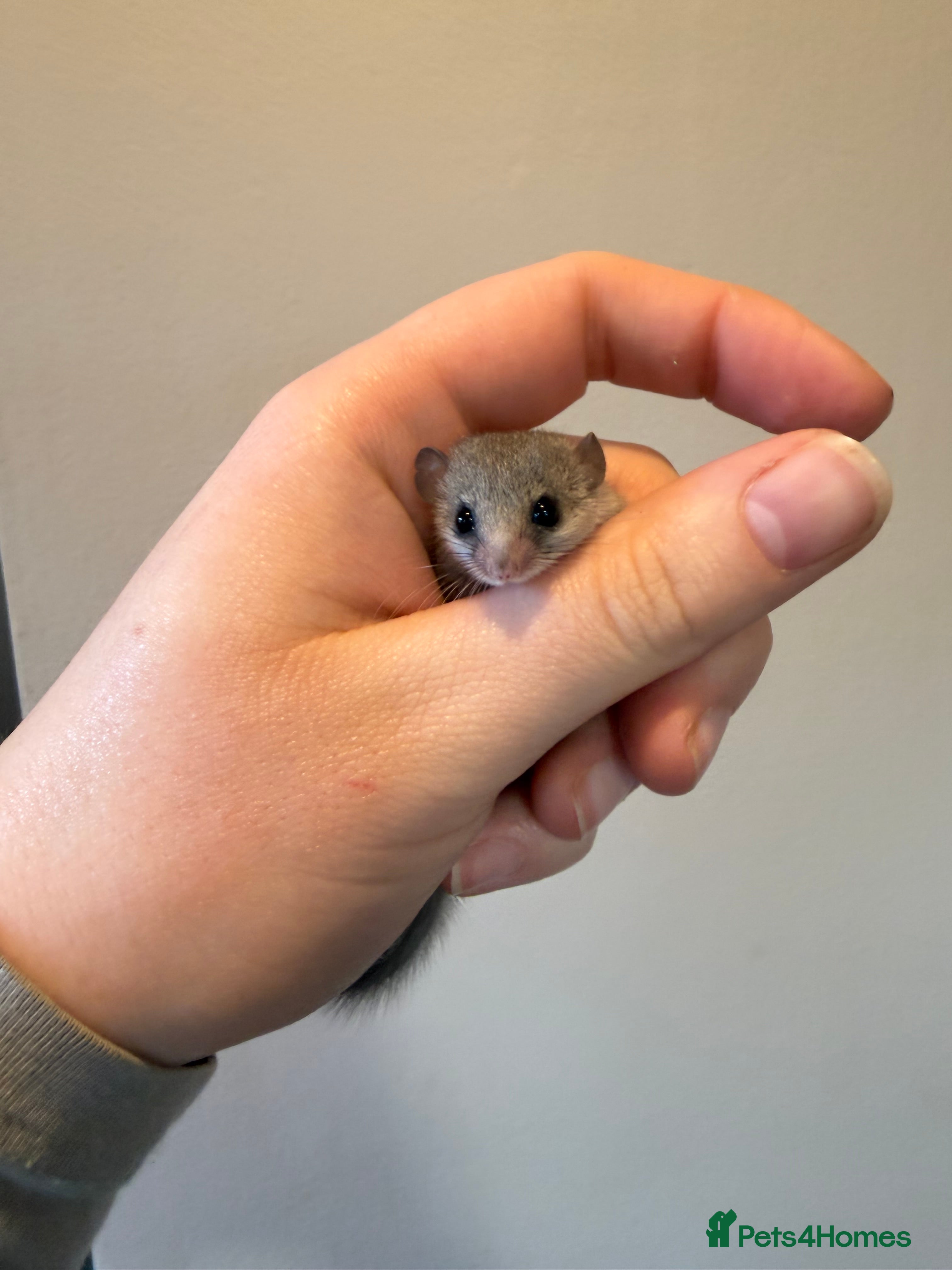 Mouse rodents African Pygmy dormice  in Wolverhampton - Advert 1
