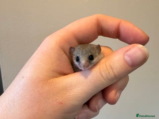 Mouse rodents African Pygmy dormice in Wolverhampton - Advert 1