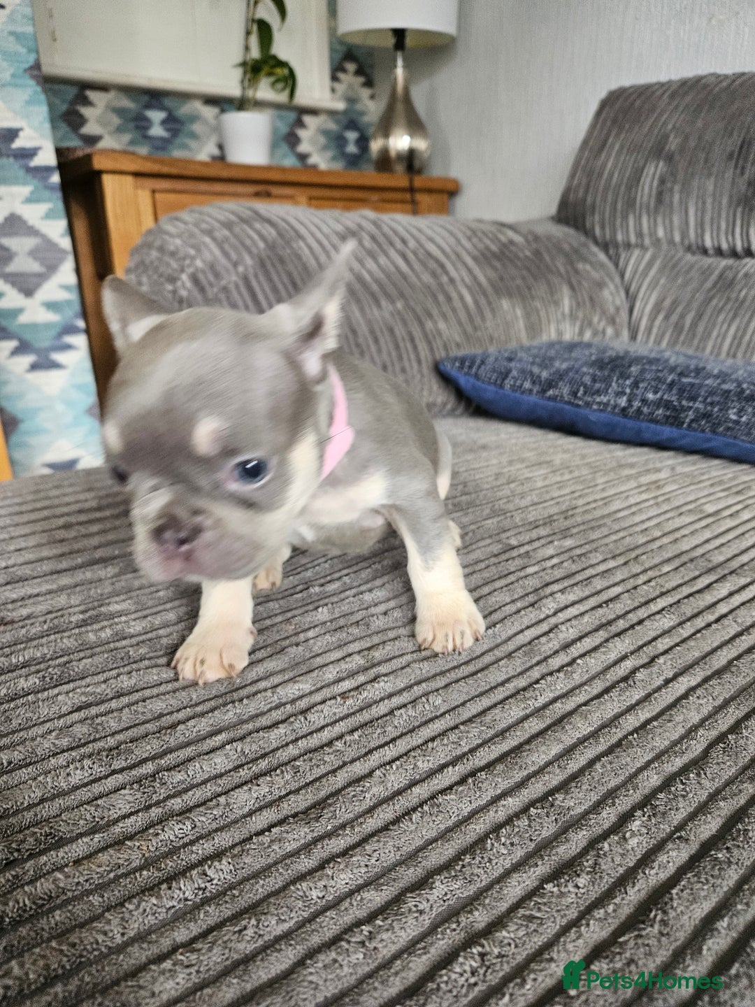 French Bulldog dogs for sale: Gorgeous frenchie pups  - Image 25