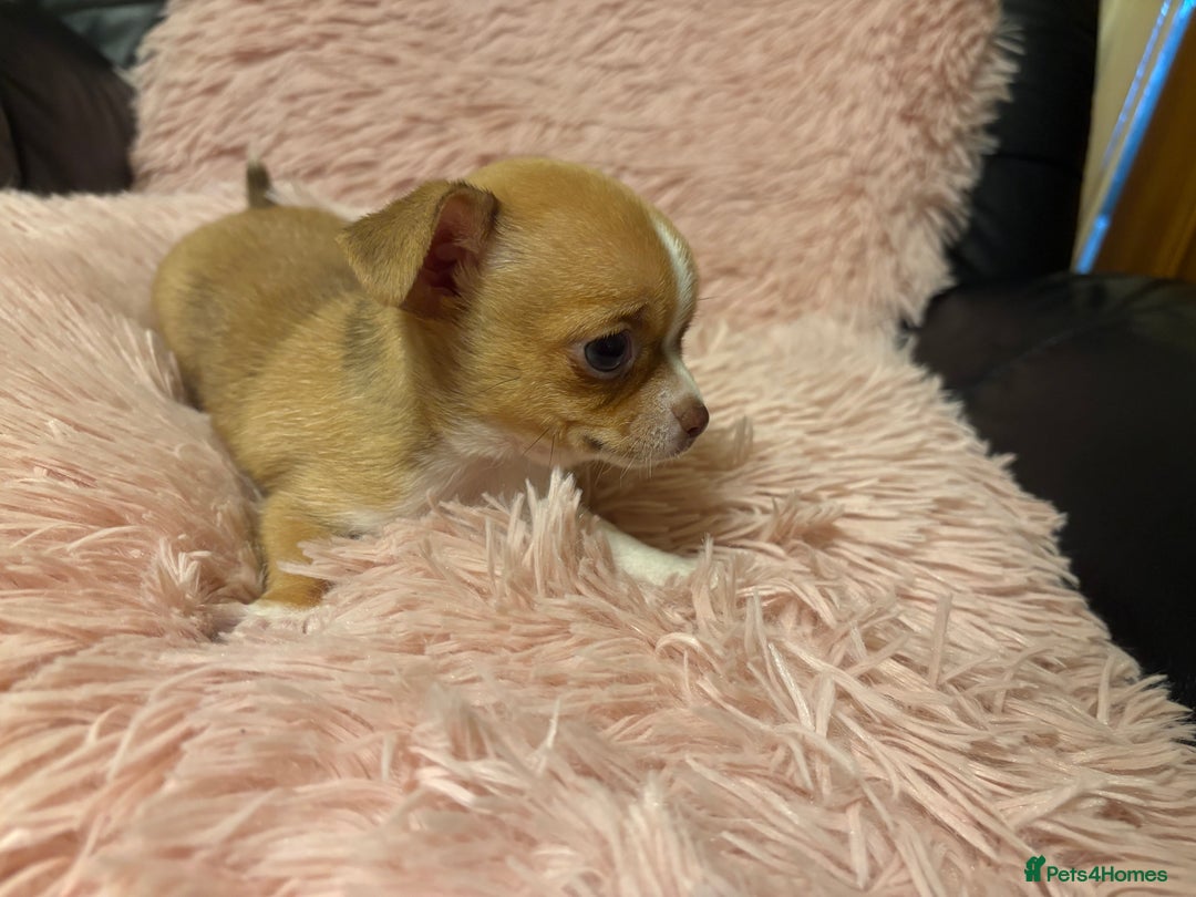 Chihuahua dogs for sale: Tiny Chihuahua puppy for sale  - Advert 8