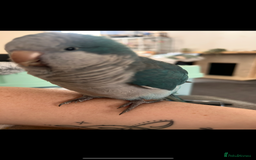 Conures birds for sale: Quaker parrot  - Image 2