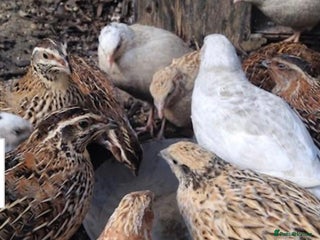 Quail poultry - Advert 16
