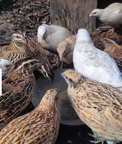 Quail poultry - Advert 6