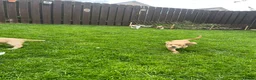 Cocker Spaniel dogs for sale: KC Lemon Roan Cockers from Champion Lines in Ellon - Advert 24