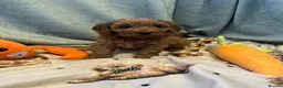 Cavapoo dogs for sale: 🌟 Beautiful Cavapoo Puppies  🌟 - Advert 1