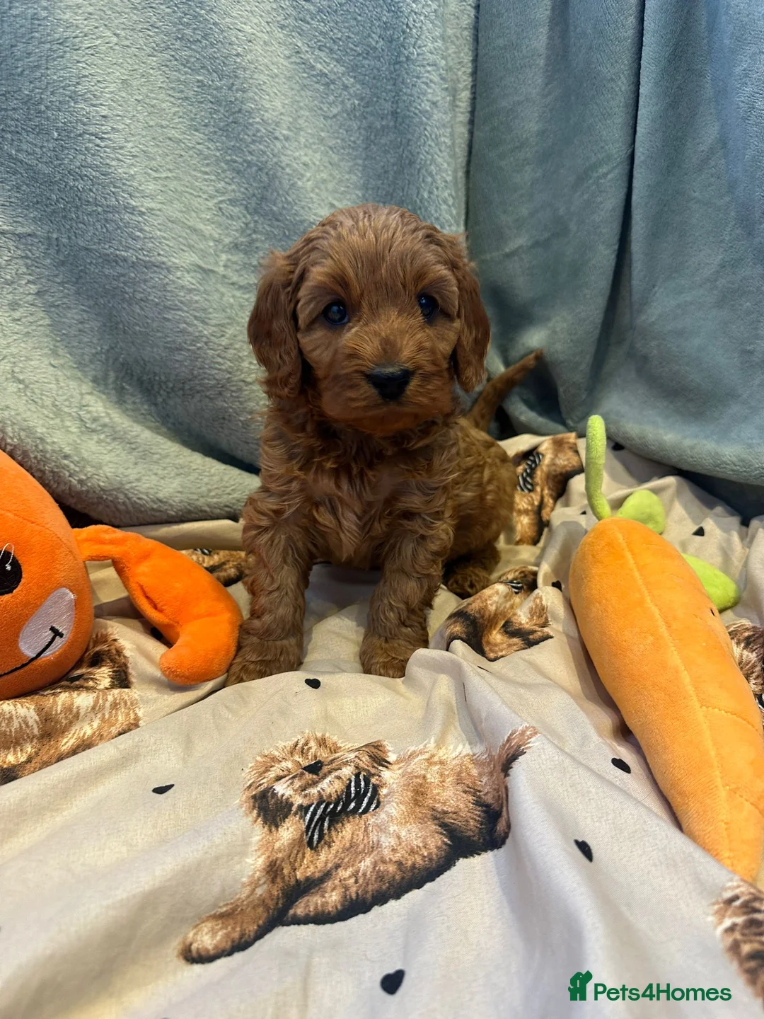 Cavapoo dogs for sale: 🌟 Beautiful Cavapoo Puppies  🌟 - Advert 1