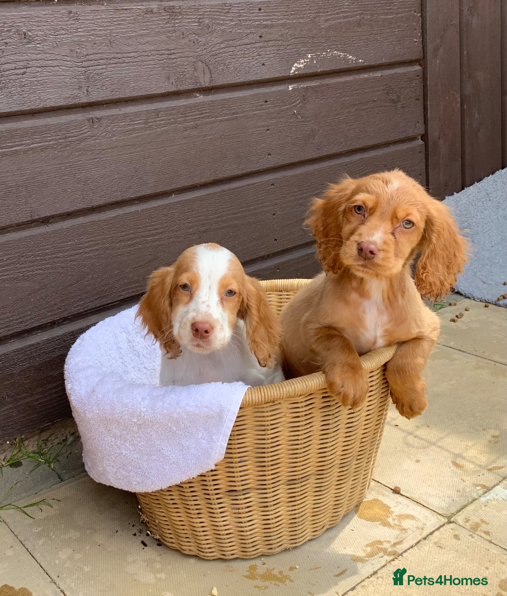 Cocker Spaniel dogs Cocker spaniel puppies  - Advert 1