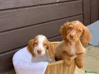 Cocker Spaniel dogs Cocker spaniel puppies - Advert 1