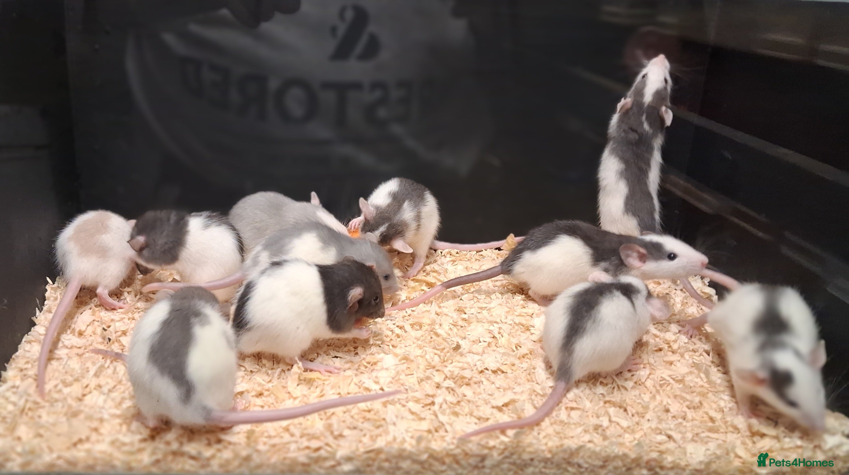 Rat rodents Baby Dumbo rats, Males & Females - Advert 18