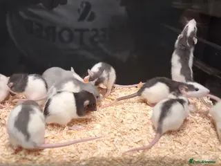 Rat rodents Baby Dumbo rats, Males & Females - Advert 18