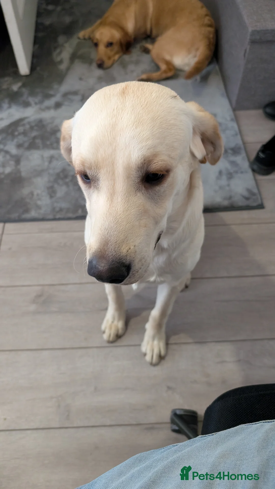 Labrador Retriever dogs for sale: 9 Month Old Labrador Boy - Advert 4