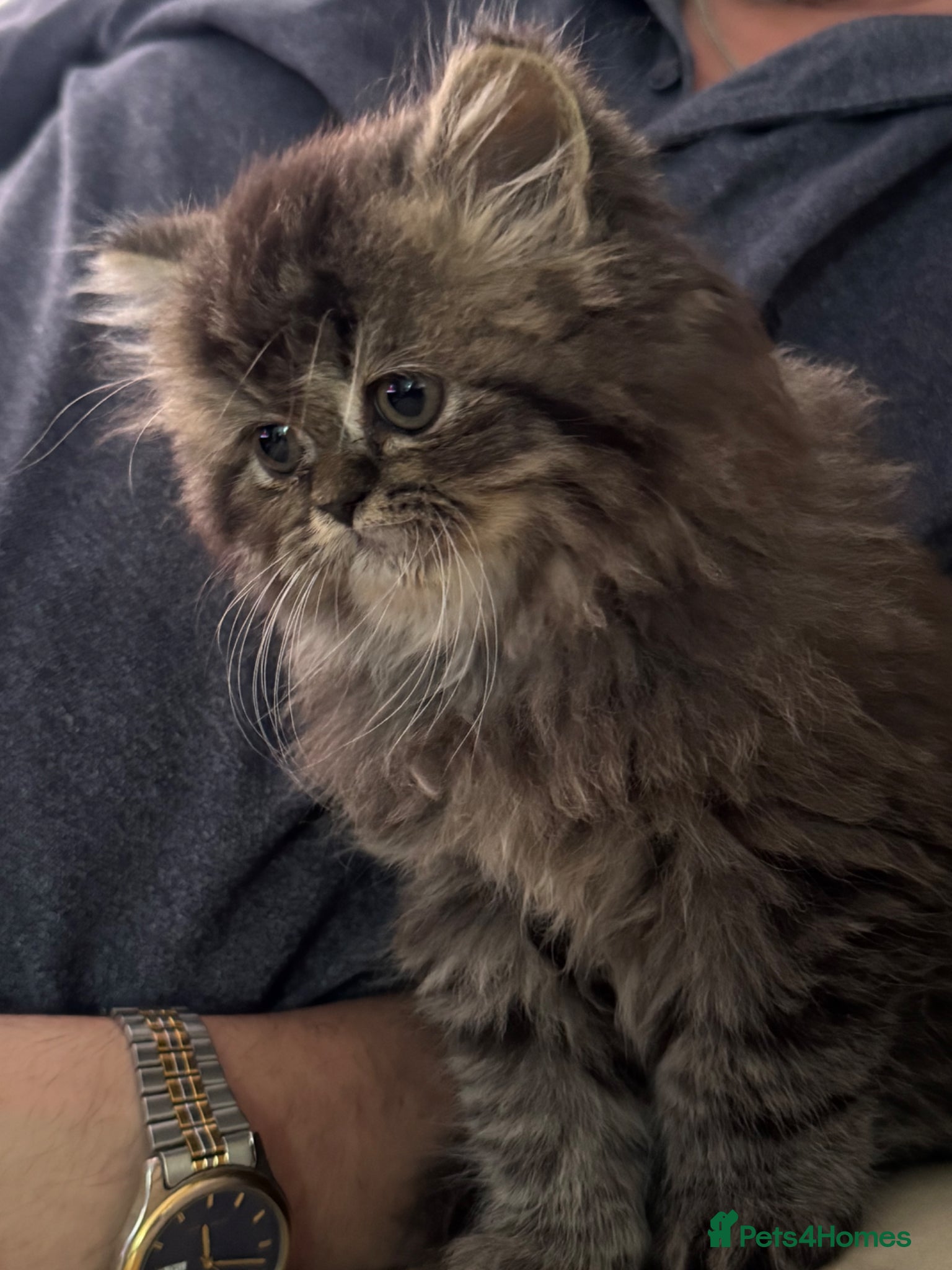 Persian cats for sale: Persian chinchilla  - Advert 10
