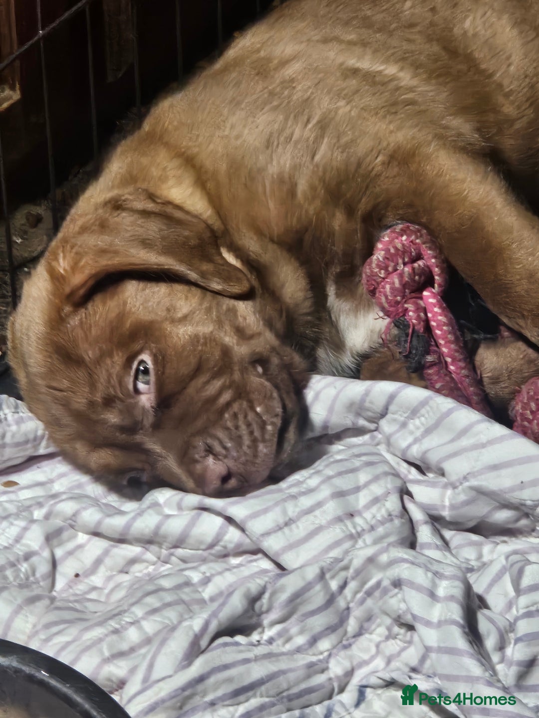 Dogue De Bordeaux dogs for sale: Dog de borduex cross rottweiler  - Image 2