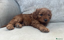 Irish Doodle dogs for sale: F2b Gorgeous Irish Doodles  - Image 4