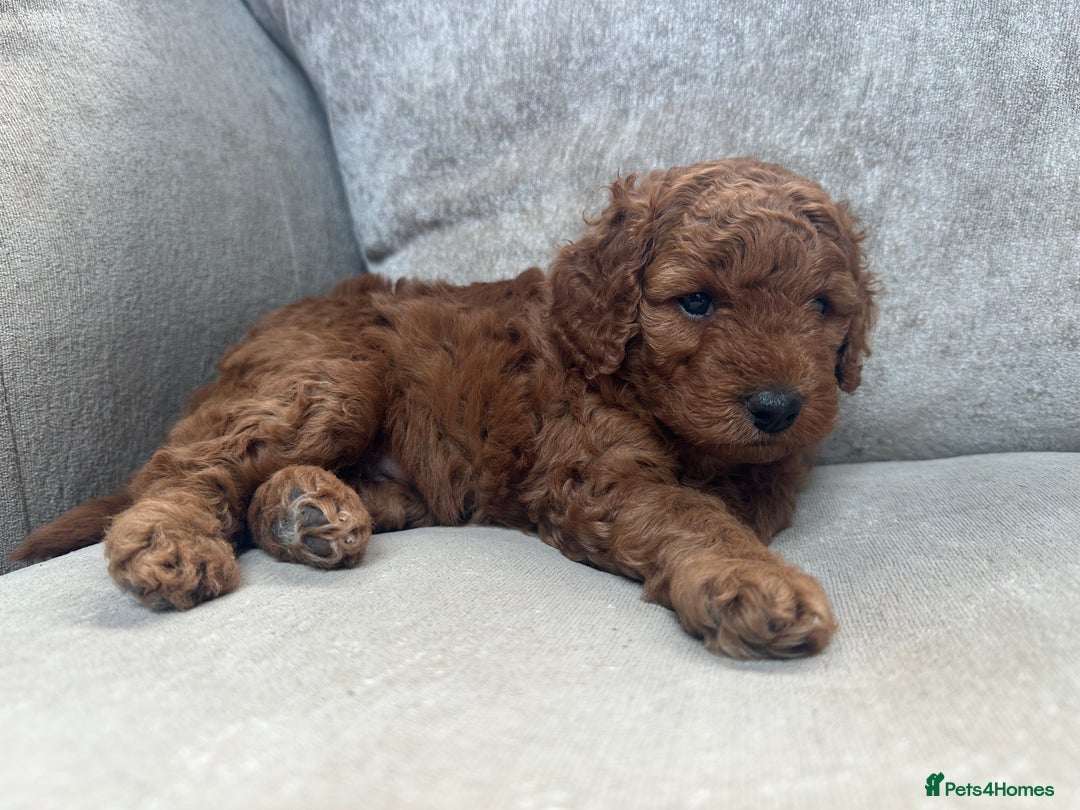 Irish Doodle dogs for sale: F2b Gorgeous Irish Doodles  - Image 4