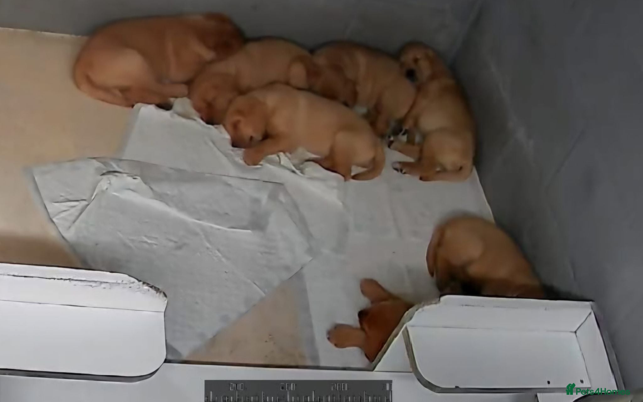Labrador Retriever dogs KC REG BEAUTIFUL CHUNKY FOX RED LABRADOR PUPPIES - Advert 2